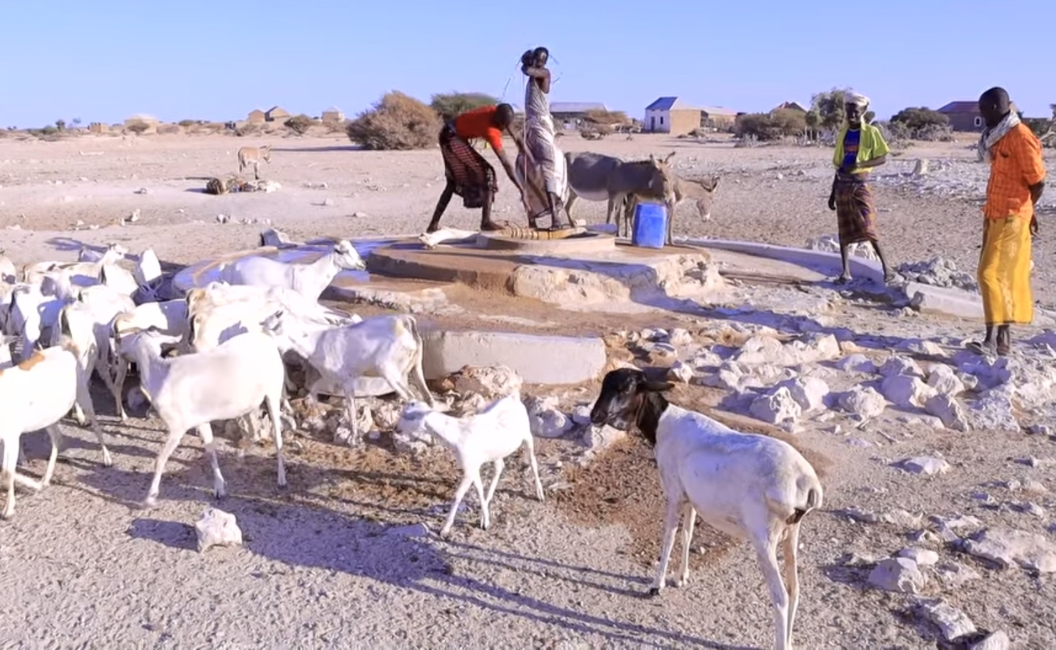 Galmudug State Warns of Severe Drought Impact on Communities and Livestock in Mudug Region