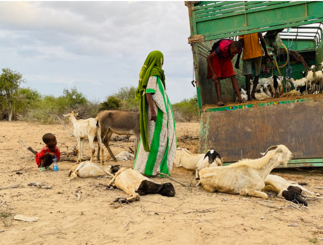 Somalia Faces Escalating Humanitarian Crisis as Acute Hunger Levels Double in One Year